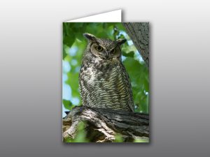 Owl Mom - Moment of Perception Photography