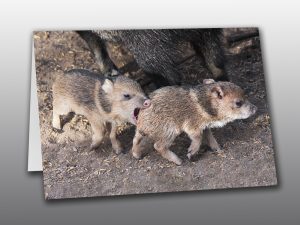 Baby Javelina Playing - Moment of Perception Photography