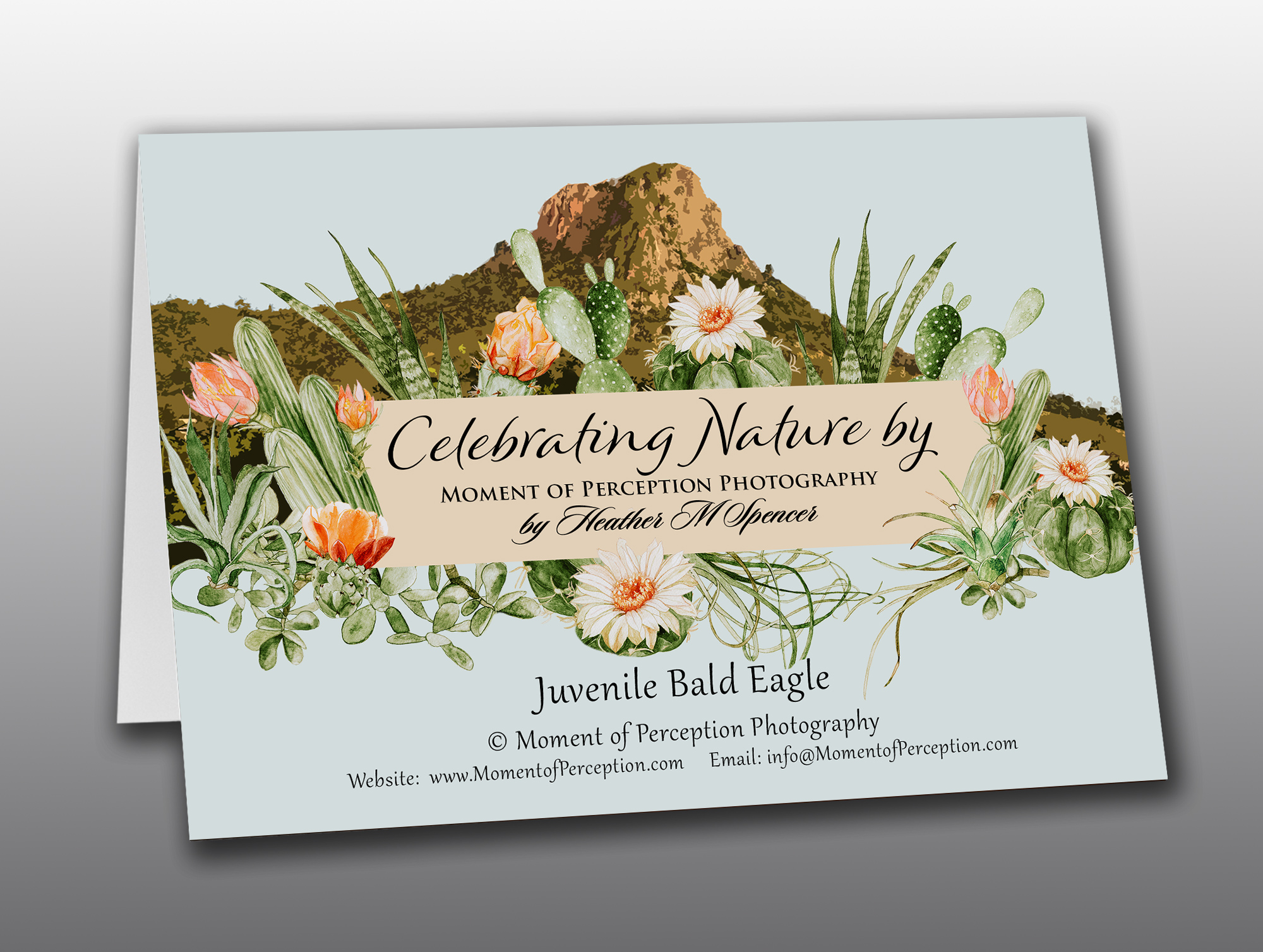 Junior-Bald-Eagle-in-Flight-Back Bald Eagle juvenile in flight - Moment of Perception Photography