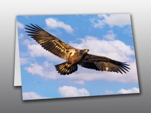 Bald Eagle juvenile in flight - Moment of Perception Photography