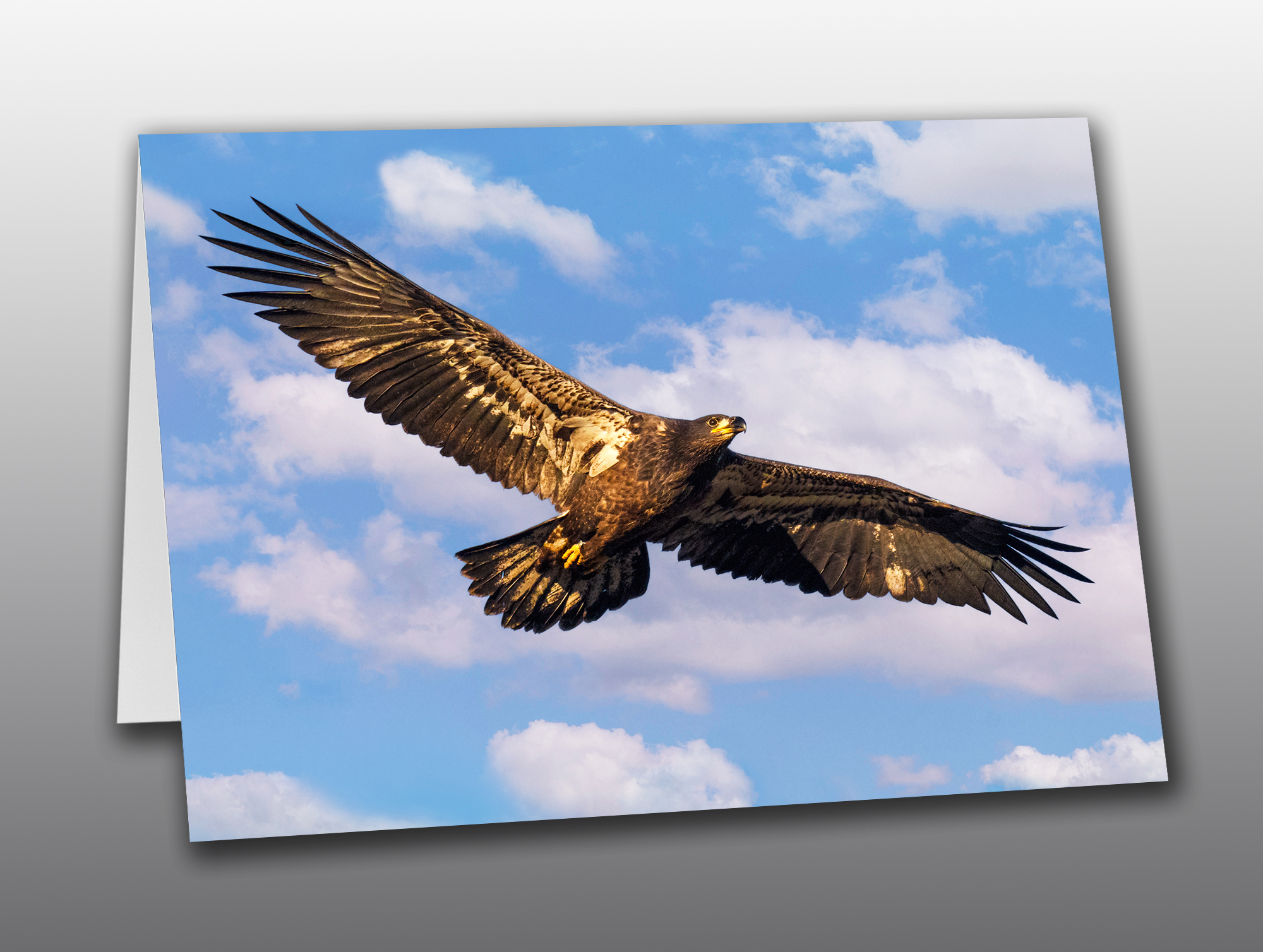 Junior-Bald-Eagle-in-Flight-No-Text Bald Eagle juvenile in flight - Moment of Perception Photography