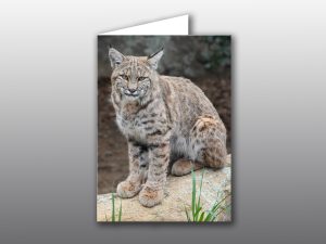 Bobcat Juvenile Portrait - Moment of Perception Photography