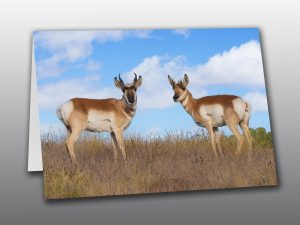 Pronghorn Buck and Doe - Moment of Perception Photography