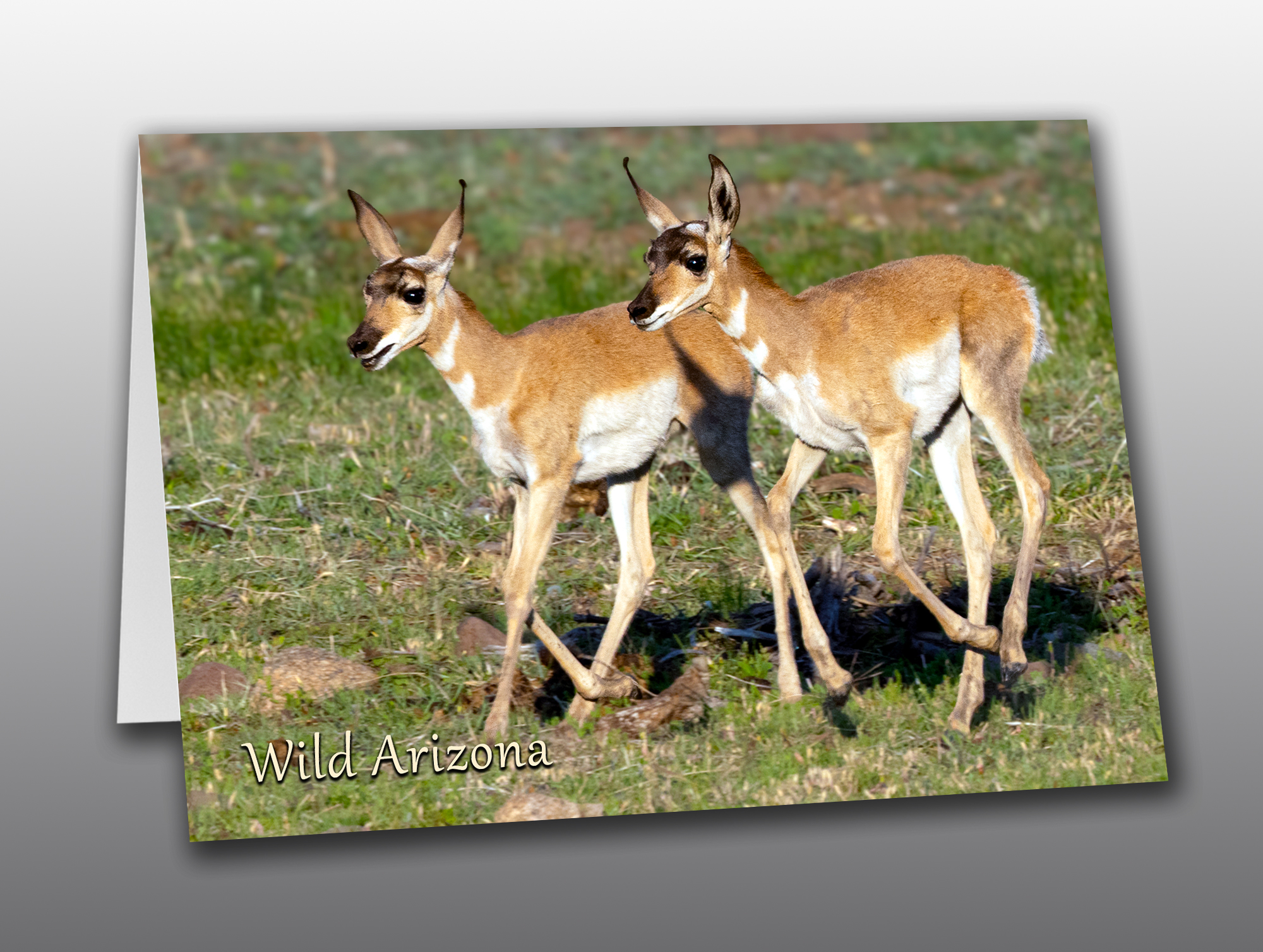 Pronghorn-Fawns-Arizona Young Pronghorns - Moment of Perception Photography