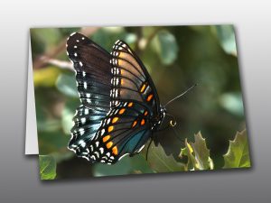 Red Spotted Butterfly - Moment of Perception Photography
