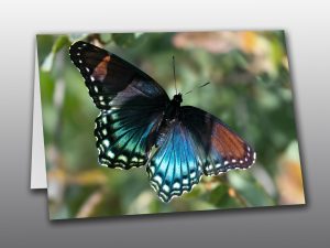 Red Spotted Butterfly - Moment of Perception Photography