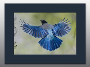 Jay in flight - Moment of Perception Photography