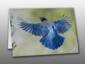 Blue jay in flight - Moment of Perception Photography