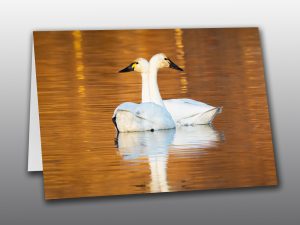 Swans - Moment of Perception Photography