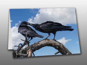 Raven juveniles - Moment of Perception Photography