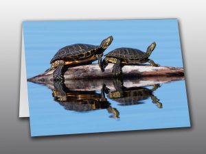 Painted Turtles - Moment of Perception Photography