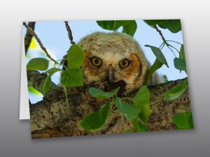 Great Horned Owlet - Moment of Perception Photography