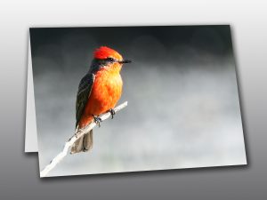 male Vermilion Flycatcher - Moment of Perception Photography