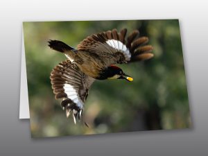 Woodpecker - Moment of Perception Photography