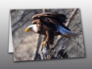Bald Eagle Preparing to Fly - Moment of Perception Photography