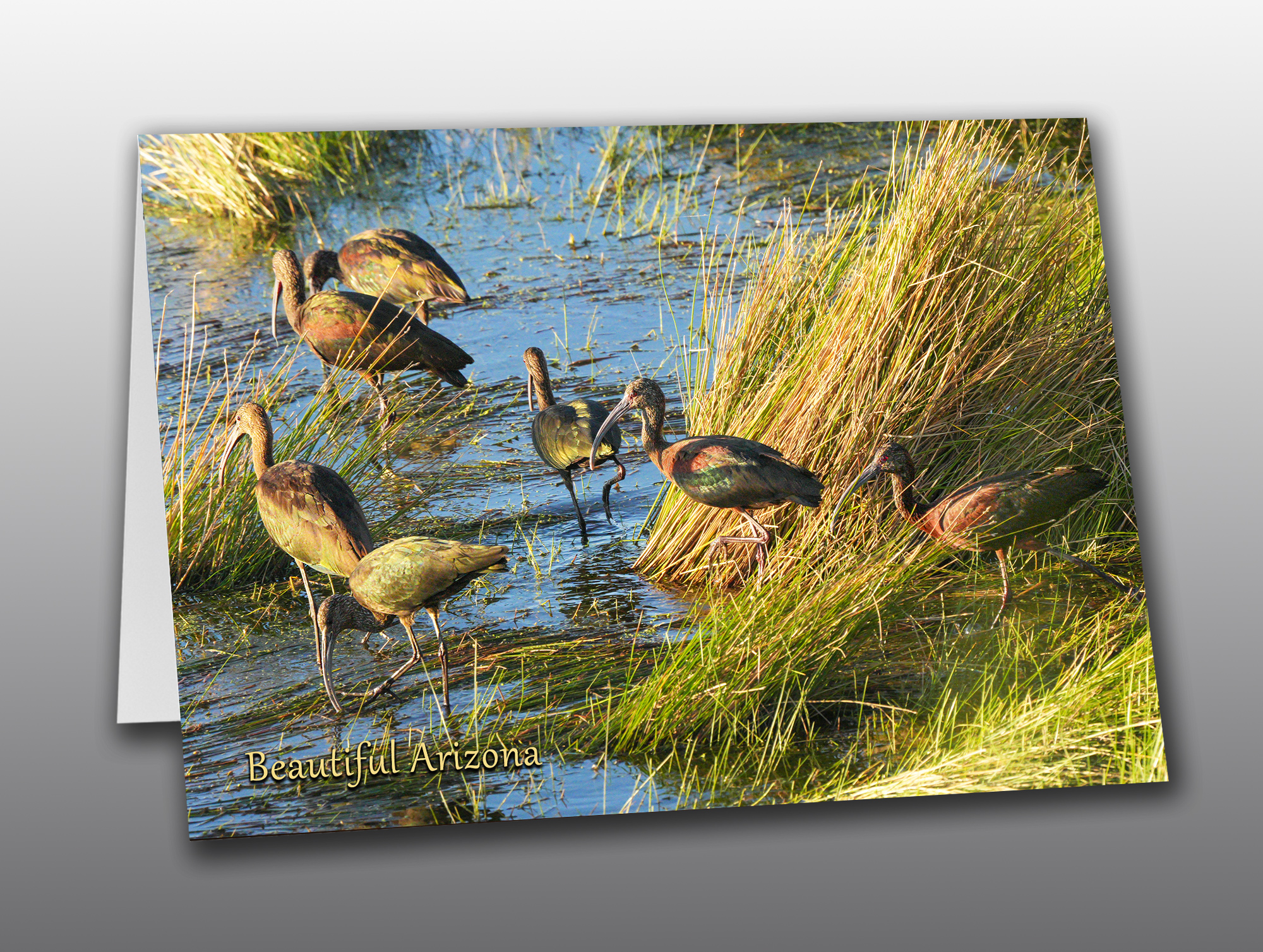 White-Faced-Ibis-Arizona-with-Grey-Background Ibis flock - Moment of Perception Photography