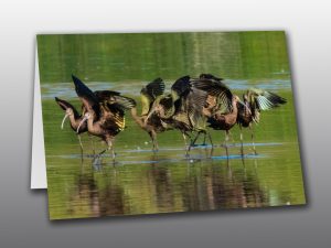 Ibis flock - Moment of Perception Photography