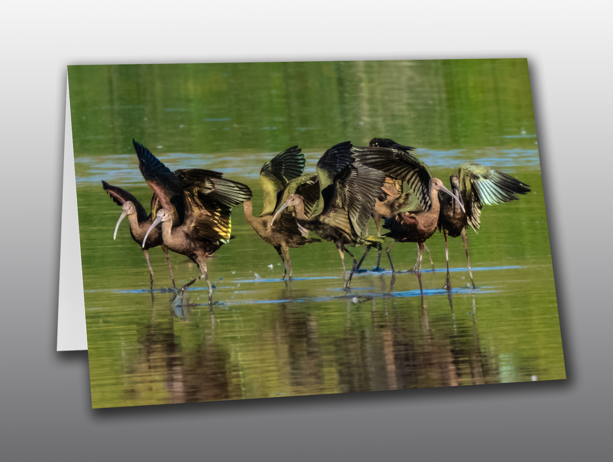 White-Faced-Ibis-Flock-2-No-Text Ibis flock - Moment of Perception Photography
