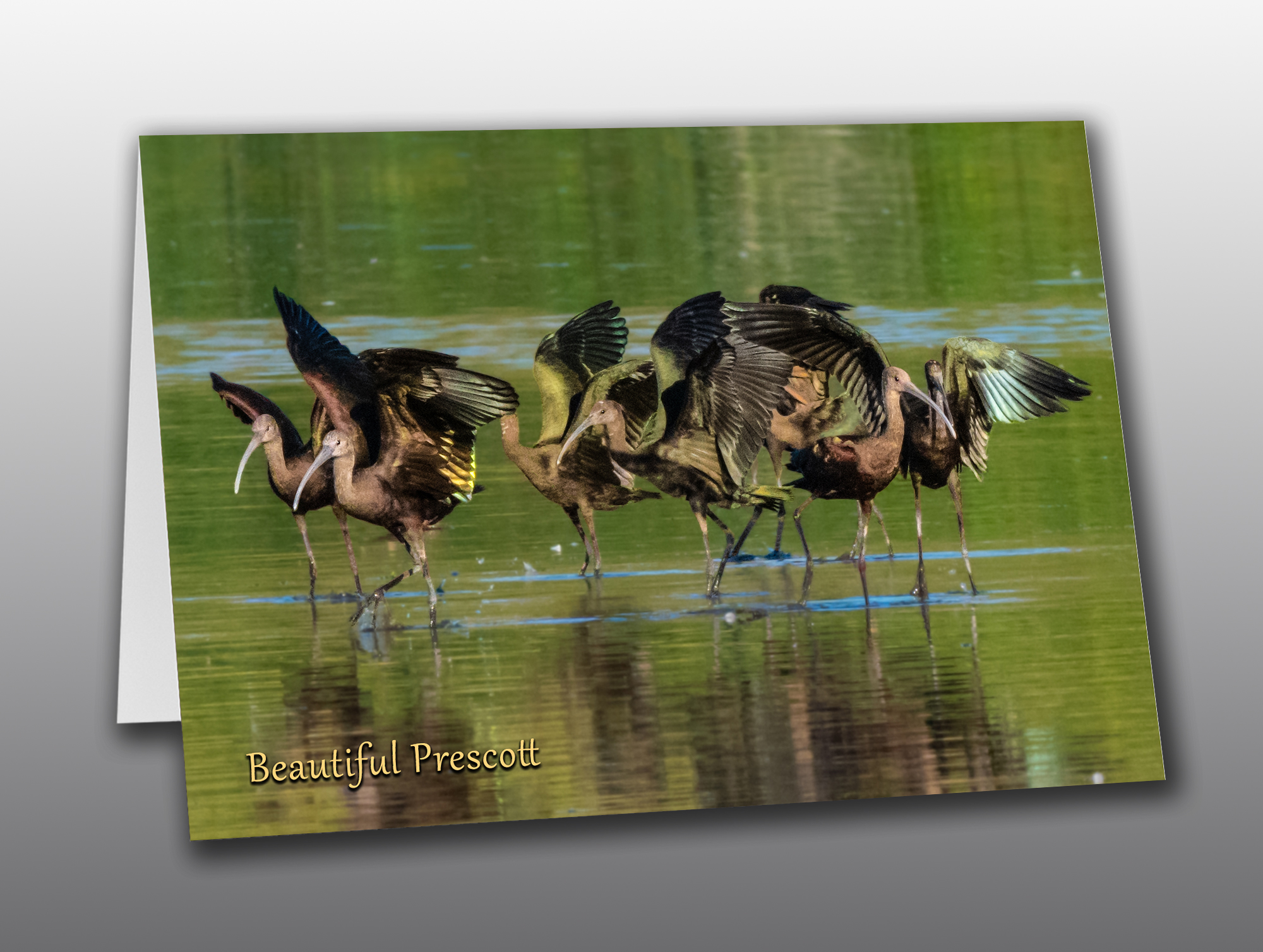 White-Faced-Ibis-Flock-2-Prescott Ibis flock - Moment of Perception Photography
