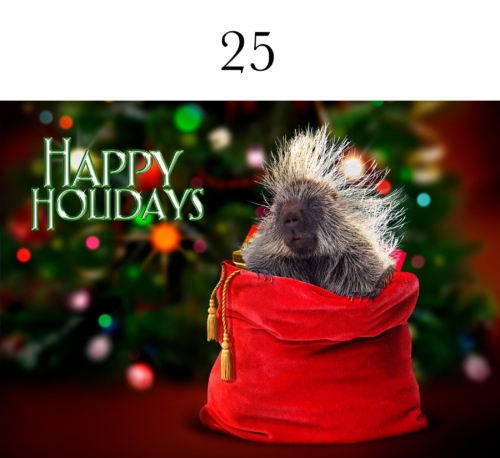 Christmas Porcupine