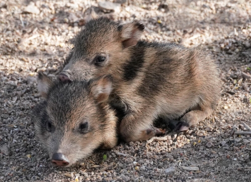 Javelina Piglings Cuddling During a Morning Rest - Moment of Perception Photography