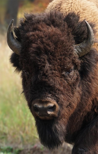 American Bison Portrait - Moment of Perception Photography