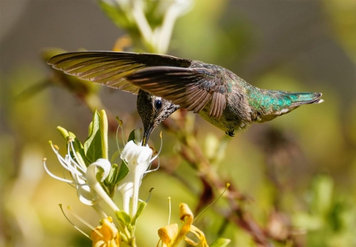 Annas Hummingbird and Honeysuckle Flowers - Moment of Perception Photography