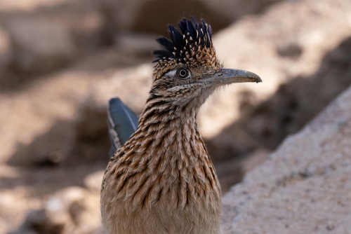 Close Up of a Roadrunner - Moment of Perception Photography
