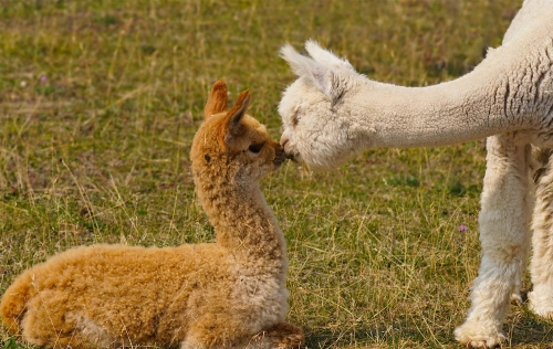 Baby Alpaca Love - Moment of Perception Photography