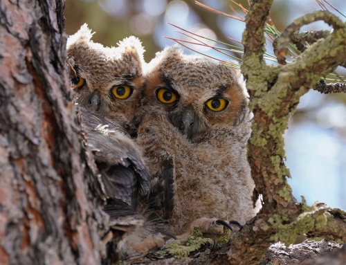 Baby Great Horned Owls Looking at the Camera- Moment of Perception Photography