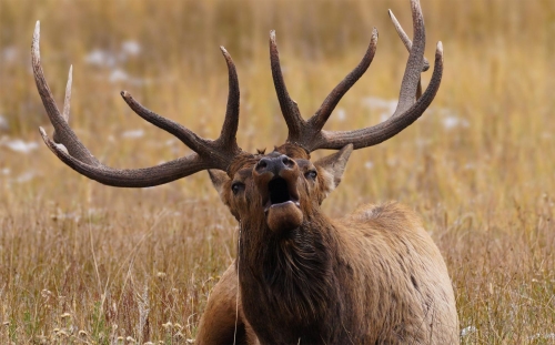 Bull Elk Calling the Rut - Moment of Perception Photography