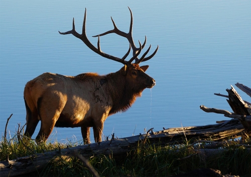 Bull Elk by the Lake - Moment of Perception Photography