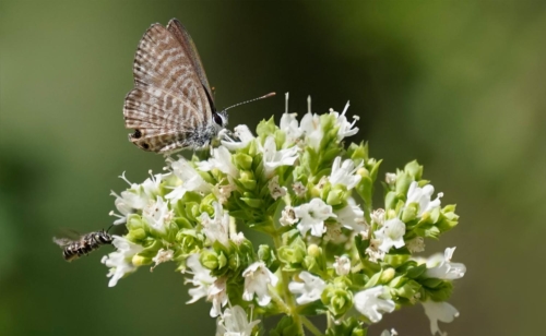 Miniature Ceraunus Blue Butterfly Sits on Tiny White Flowers - Moment of Perception Photography