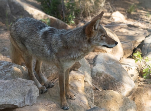 Portrait of a Healthy Coyote in the Early Morning Light - Moment of Perception Photography