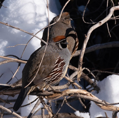 Gambels Quail Couple in Snow - Moment of Perception Photography