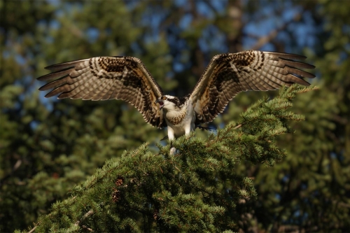 Golden Osprey - Moment of Perception Photography