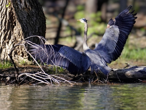 Great Blue Heron with Outstretched Wings- Moment of Perception Photography