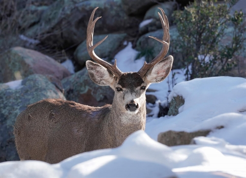 A Large Buck sSurrounded by Snow in Northern Arizona - Moment of Perception Photography