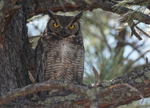 Great Horned Owl Looking at the Camera- Moment of Perception Photography
