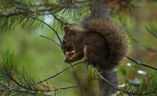 Mountain Squirrel having an Afternoon Snack- Moment of Perception Photography