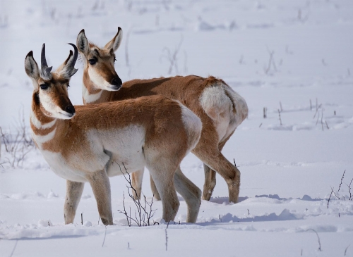 Pronghorn Antelope in the Snow - Moment of Perception Photography