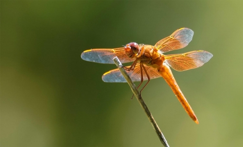 Smiling Dragonfly - Moment of Perception Photography