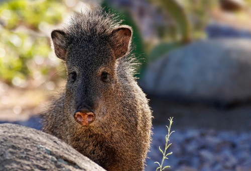Portrait of a Javelina - Moment of Perception Photography