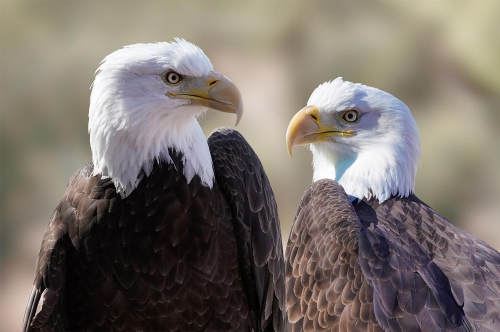 The Two Faces of a Bald Eagle -Moment of Perception Photography